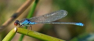 Small Red-eye - Erythromma viridulum © John Muddeman